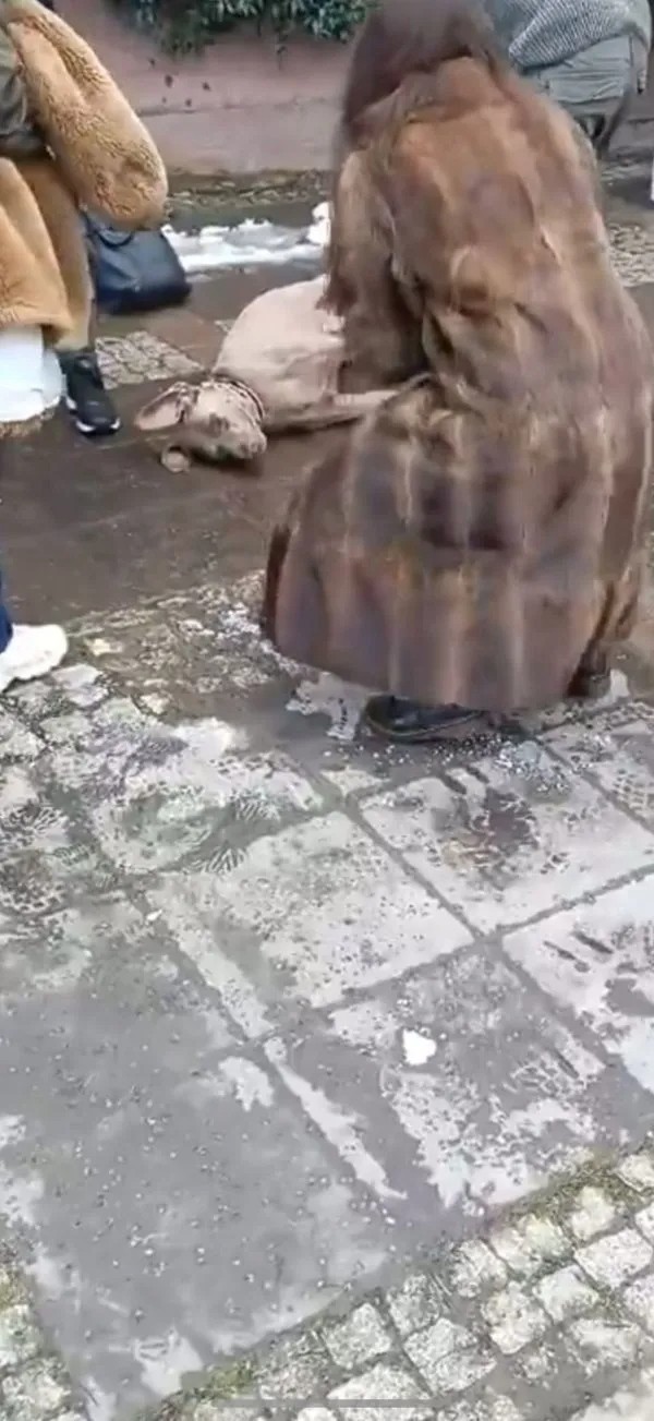 İstanbul’da 2 günde 2 elektriğe kapılma olayı yaşandı: Bir köpek öldü